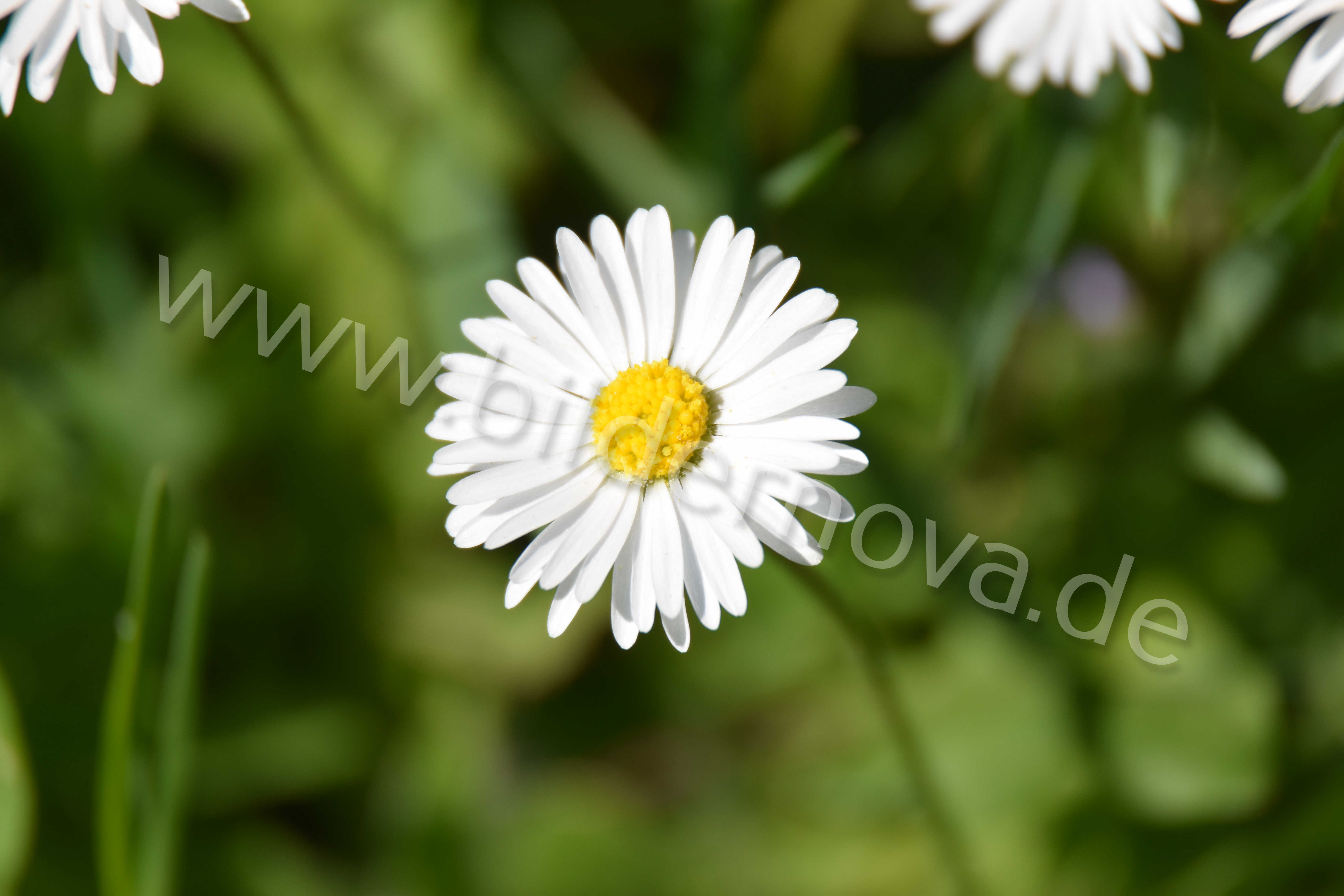 Gänseblümchen (ID: 000087)