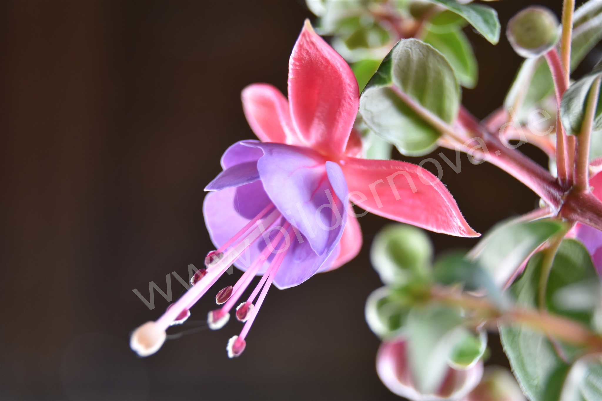 Fuchsie / Fuchsia (ID: 000004)