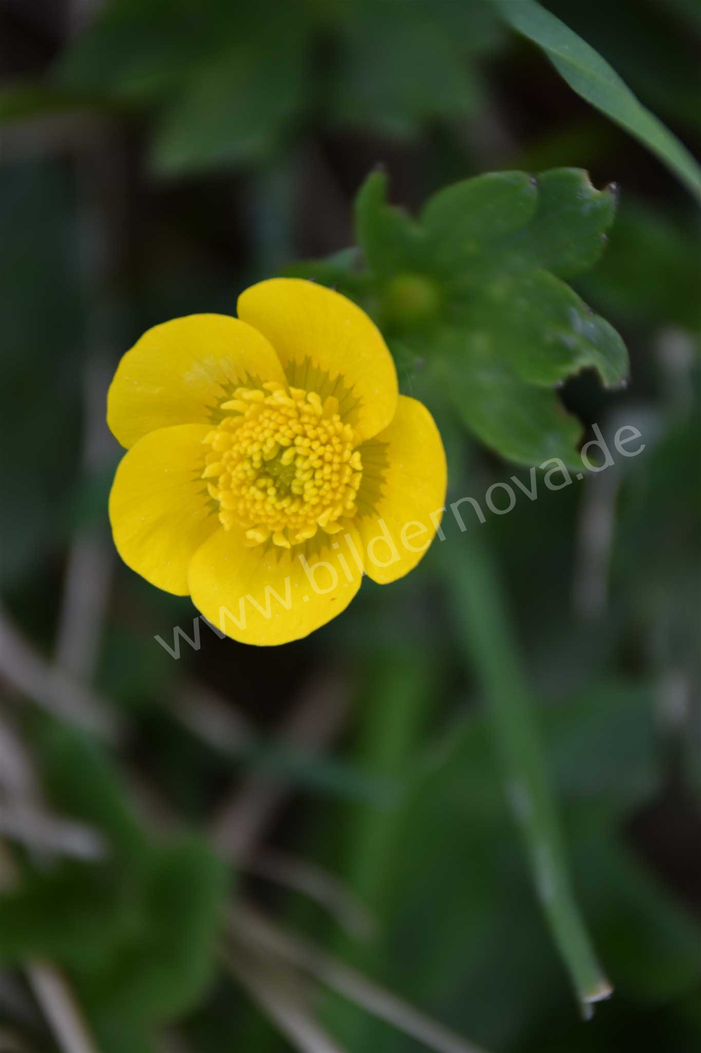 Hahnenfuß (ID: 000009)