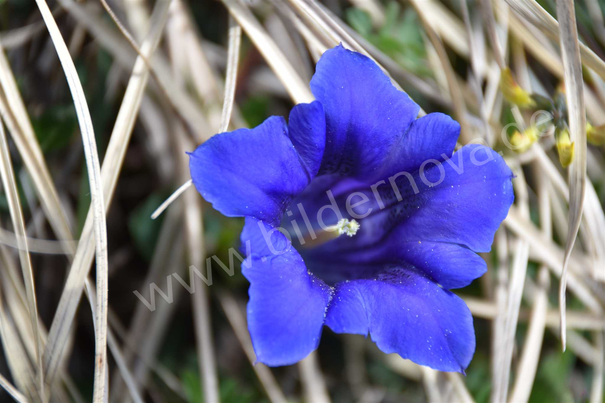 Clusius-Enzian (ID: 000003)