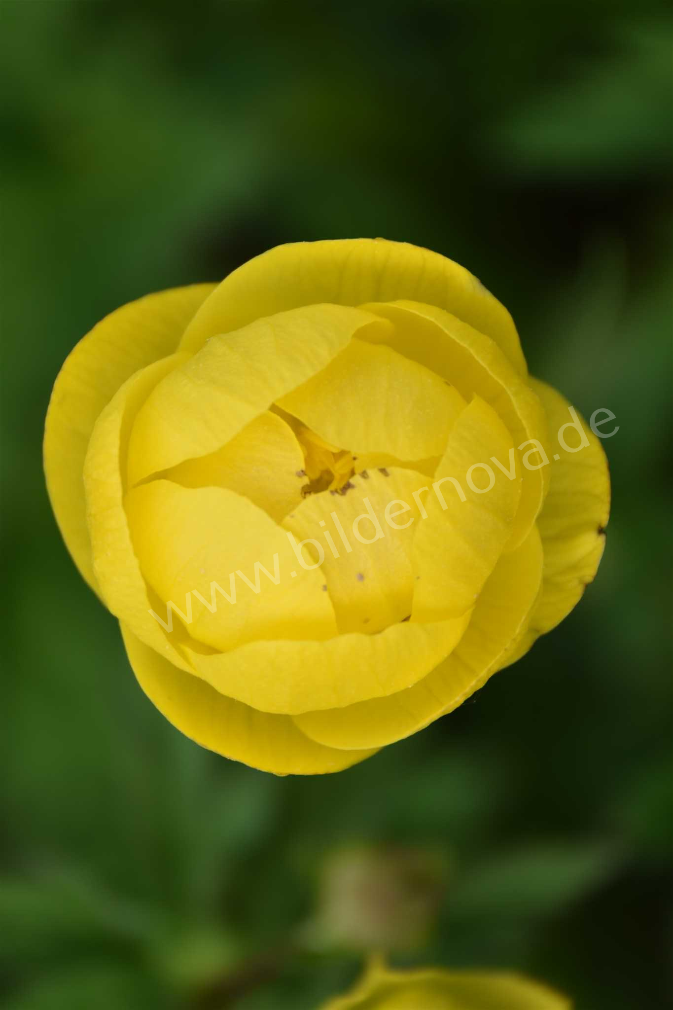 Trollblume (ID: 000010)