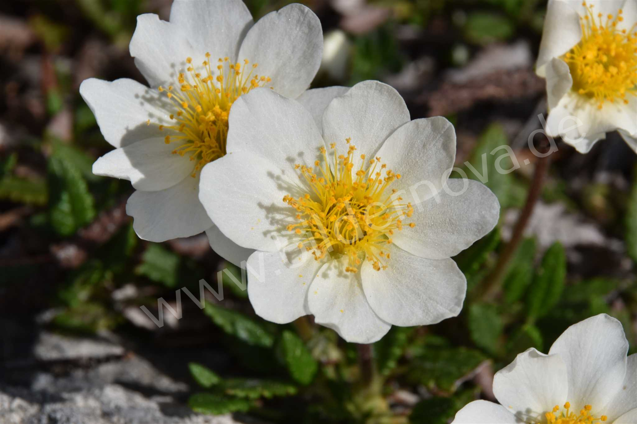 Weiße Silberwurz (ID: 000008)