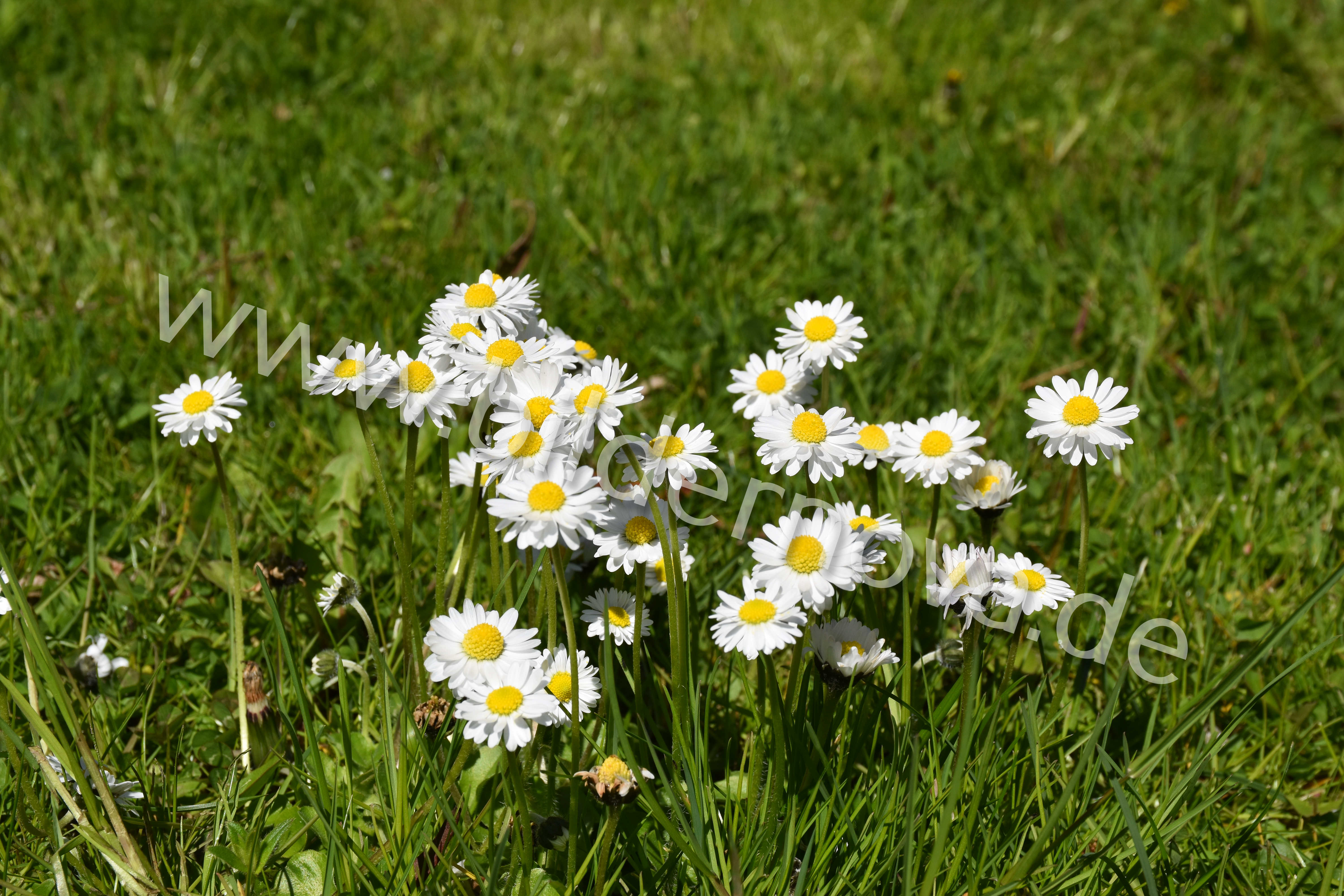 Gänseblümchen (ID: 000086)