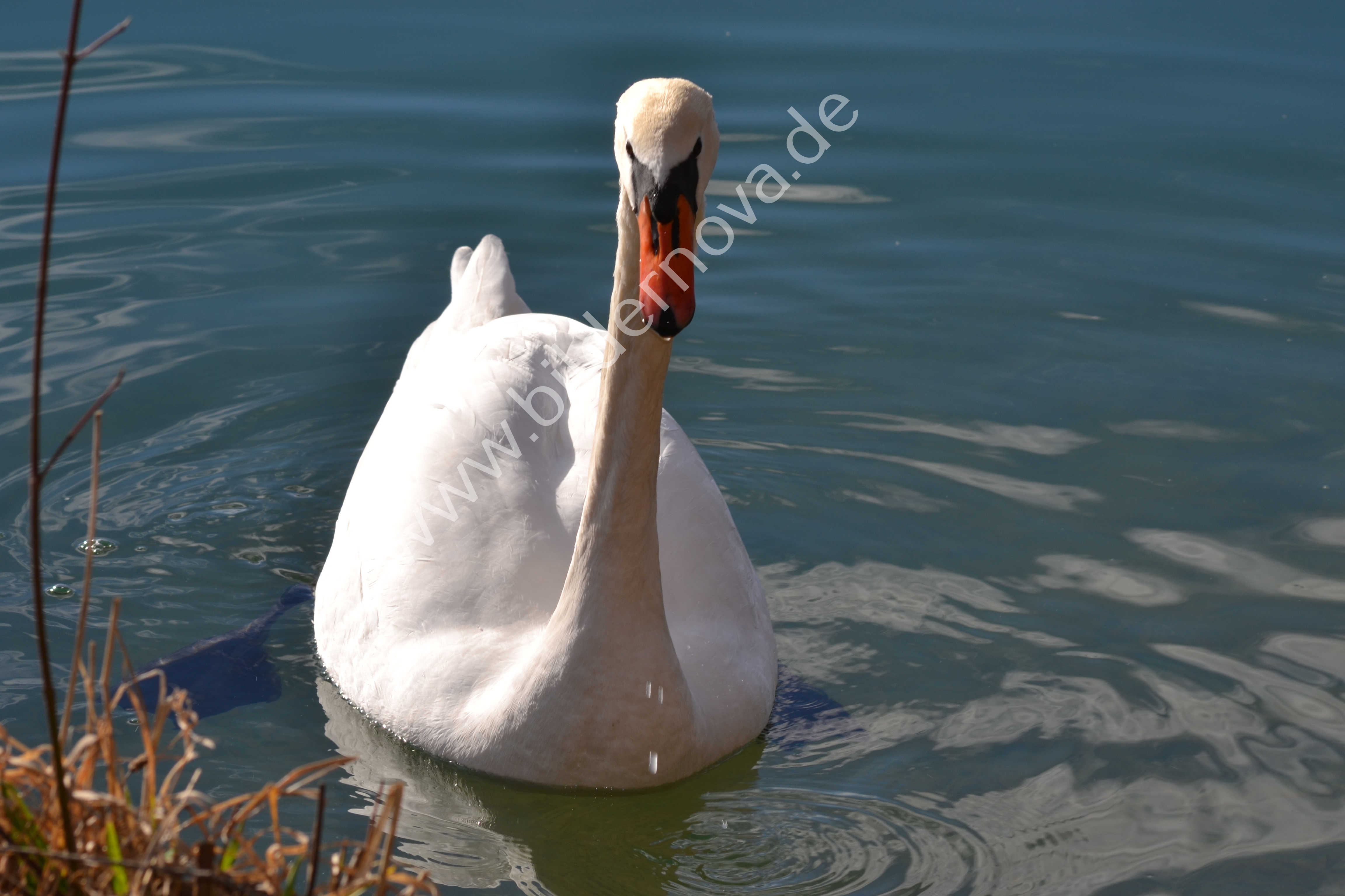 Höckerschwan (ID: 000076)