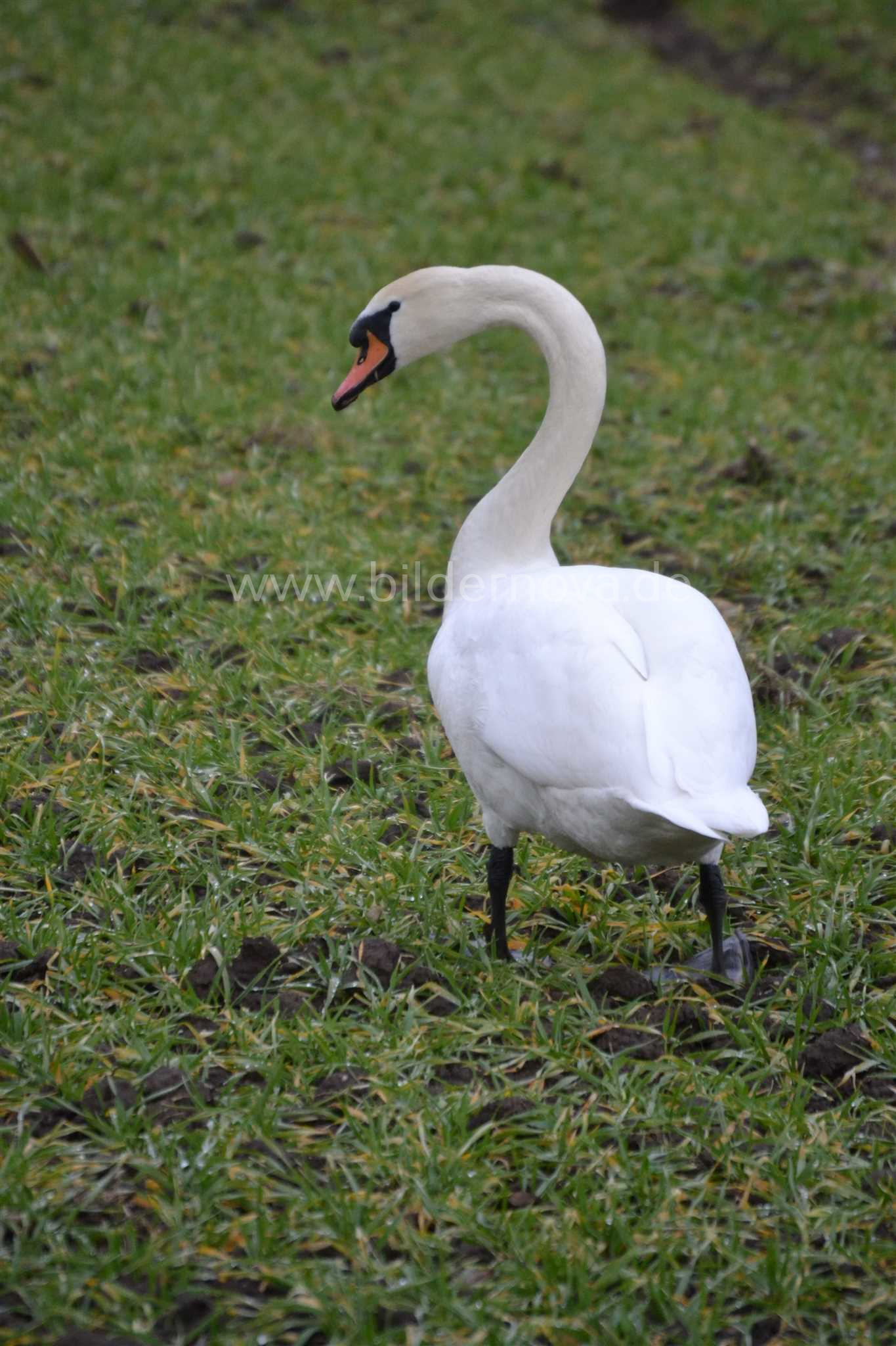 Höckerschwan (ID: 000030)