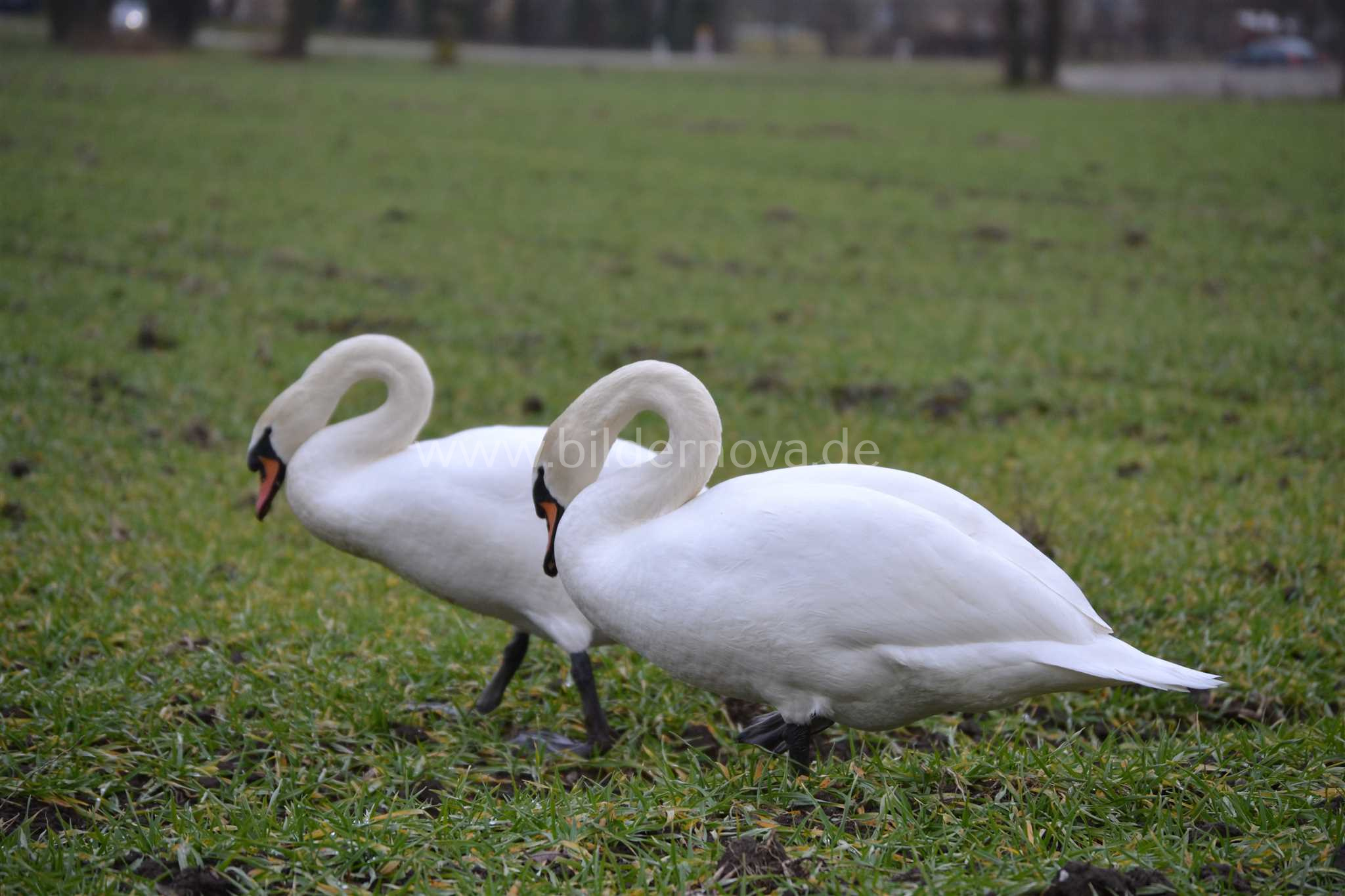 Höckerschwäne (ID: 000026)