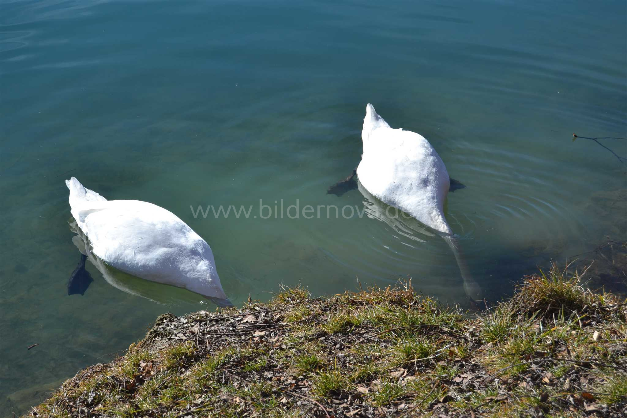 Höckerschwäne (ID: 000029)