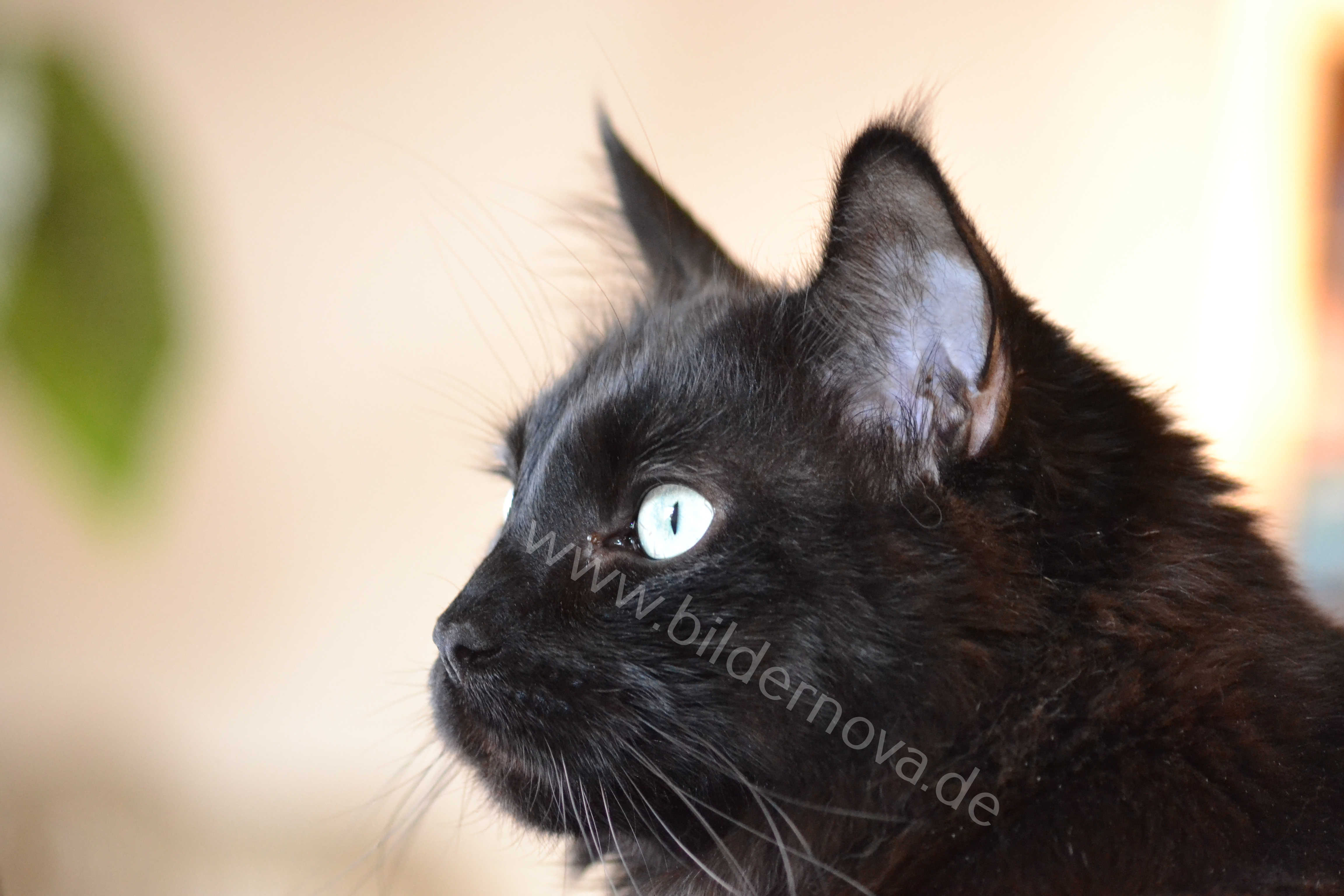 Maine-Coon-Kater 'Black Smoke' (ID: 000038)