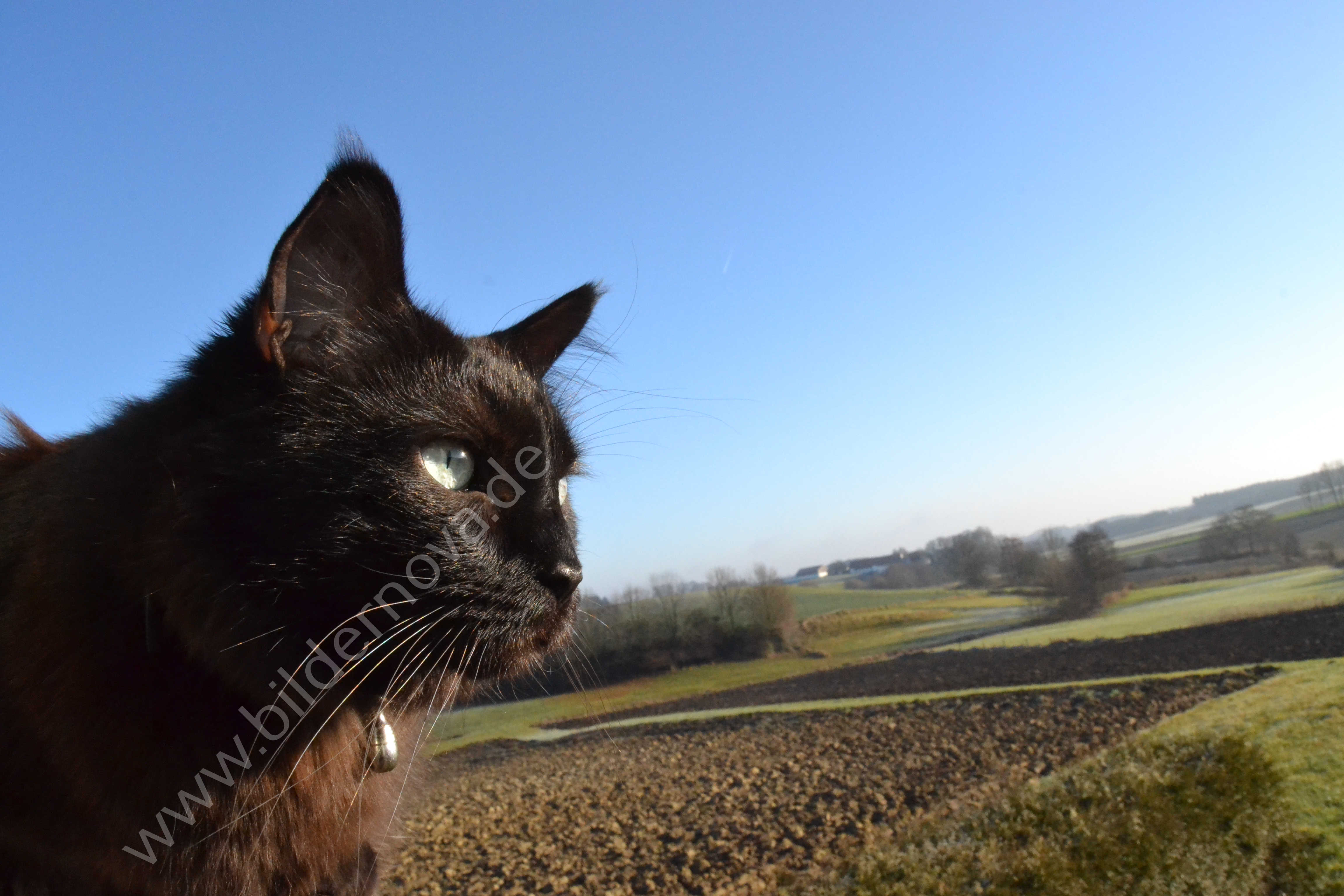 Maine-Coon-Kater 'Black Smoke' (ID: 000037)