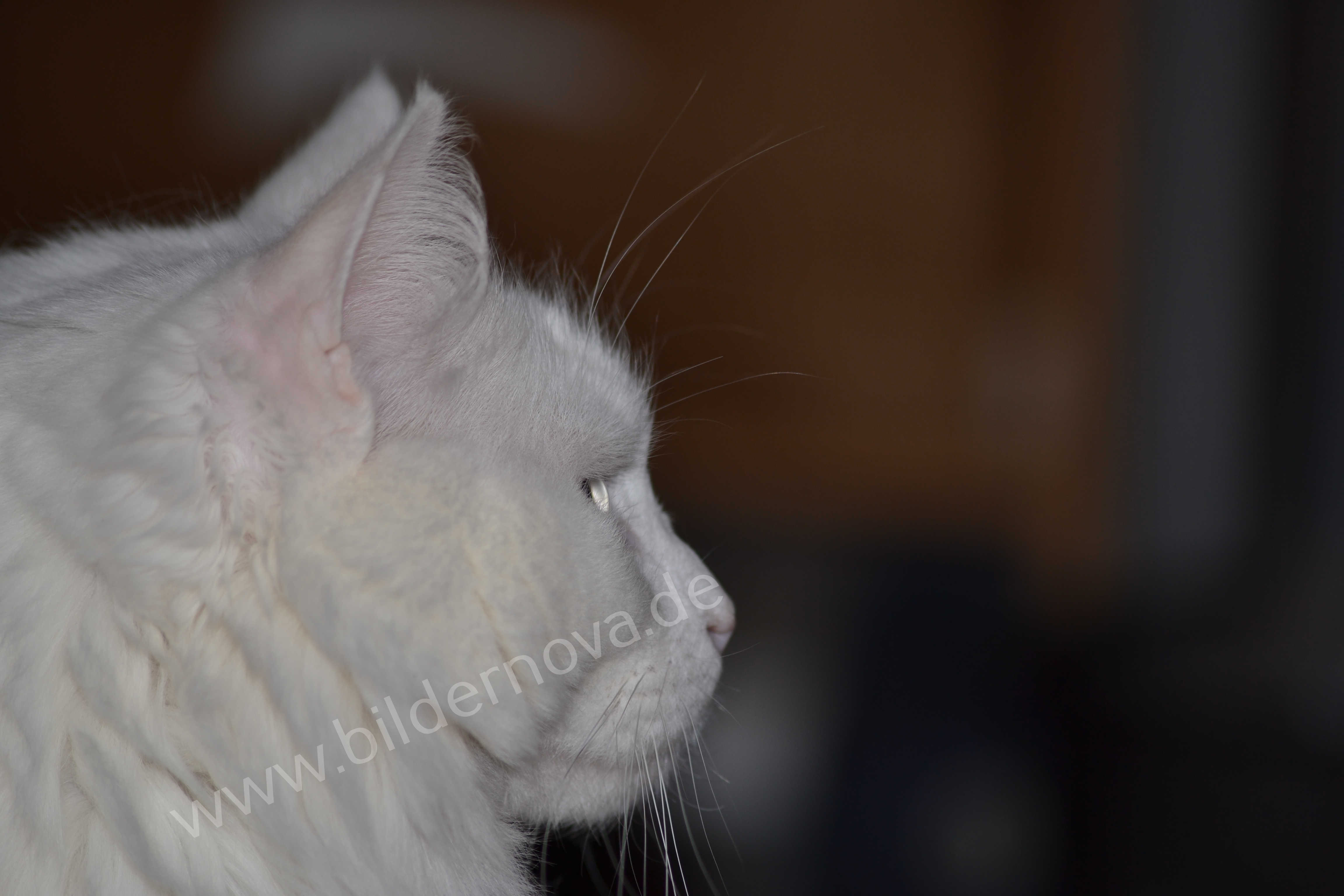 Maine-Coon-Mischling im Profil (ID: 000039)