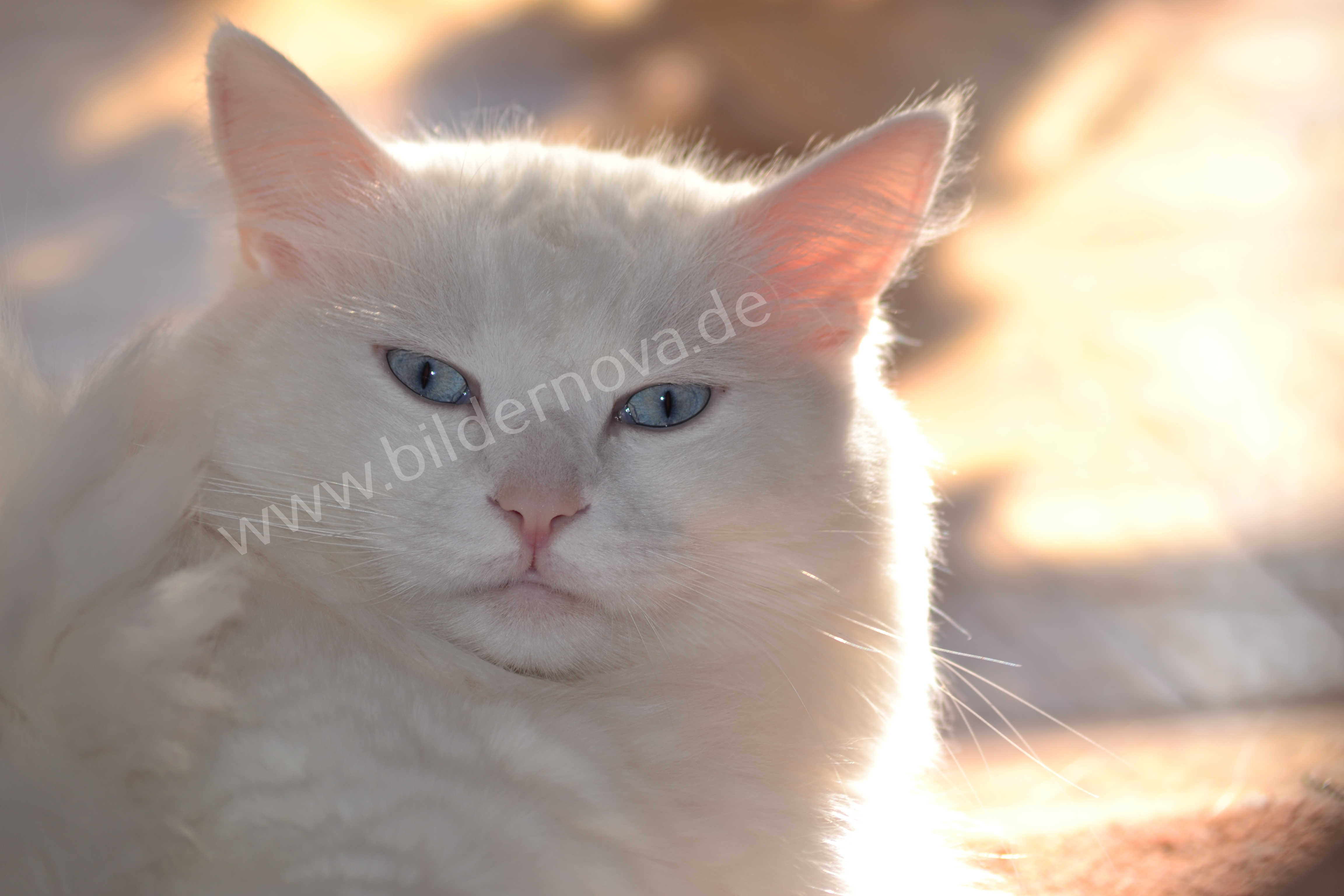 Weißer Maine-Coon-Mix mit blauen Augen (ID: 000044)