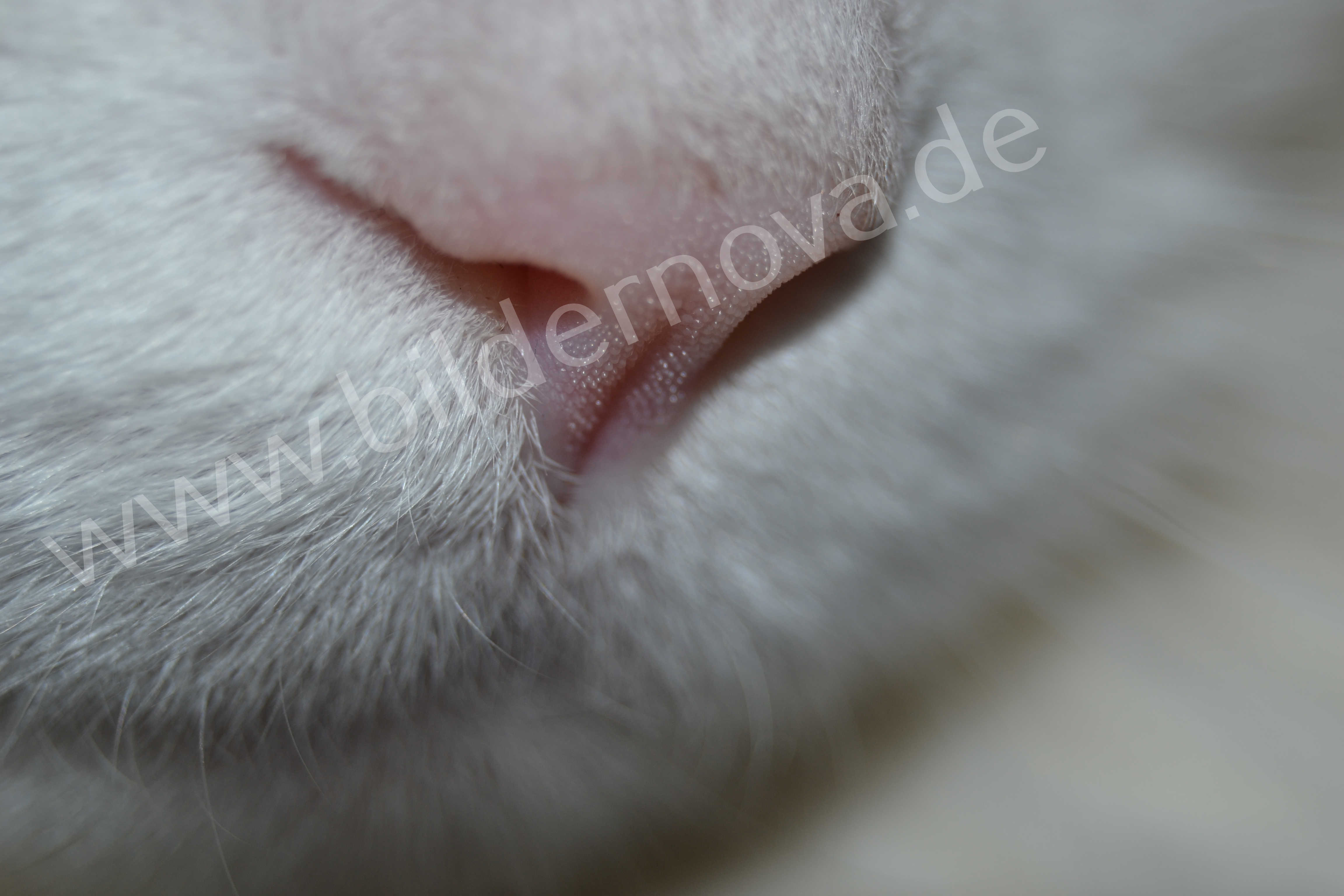 Weißer Maine-Coon-Mix ganz nah (ID: 000043)