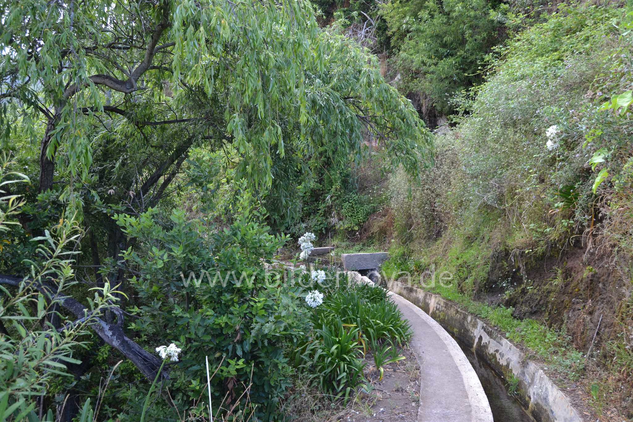Madeira/Portugal - Levada (ID: 000053)