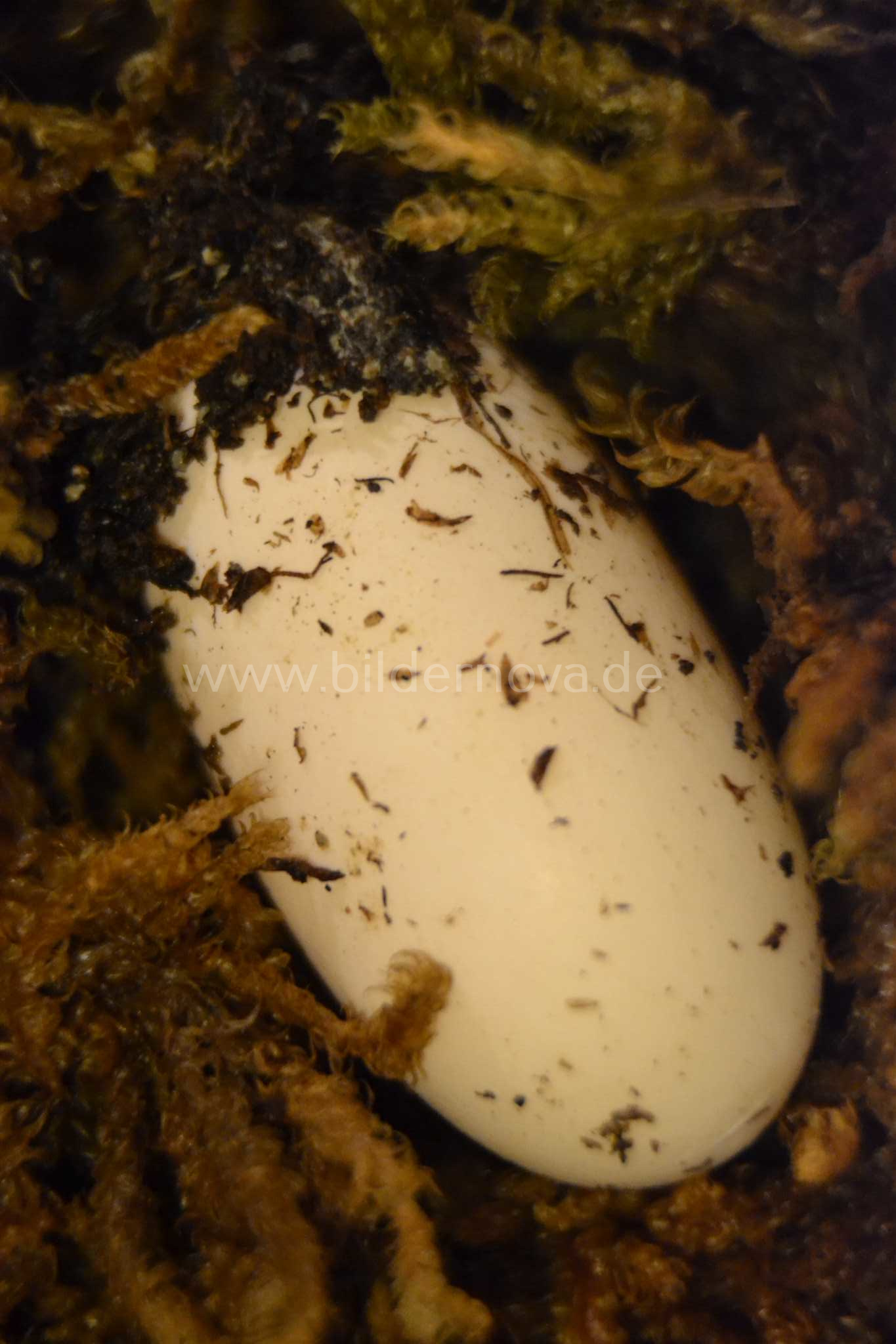 Rhacodactylus Ciliatus - Kronengecko - Ei (ID: 000065)