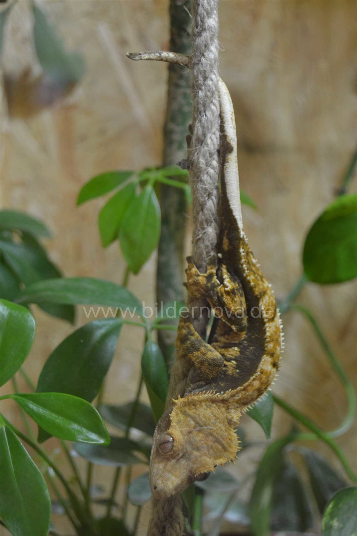 Rhacodactylus Ciliatus - Kronengecko (ID: 000064)