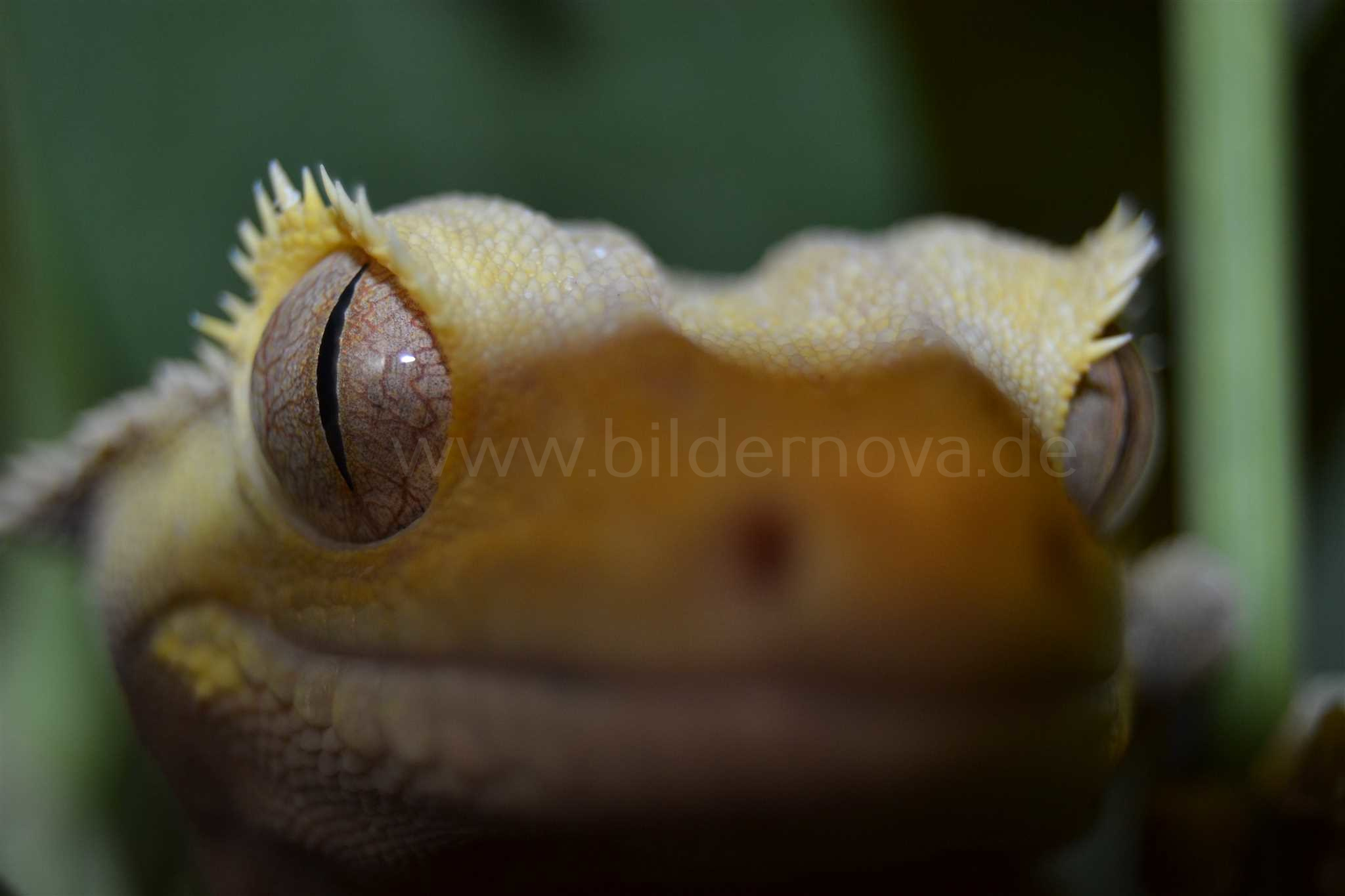 Rhacodactylus Ciliatus (Kronengecko)